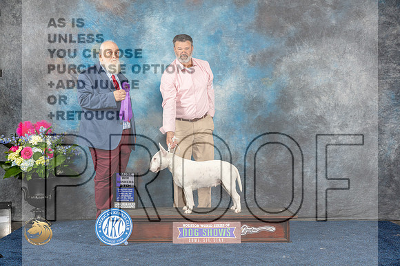 Bull Terrier White #16 Sat WB MAJ Judge Gregory AndersonMJP_5662_HOUSTON_2023_HR3