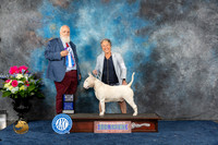 Bull Terrier White #21 Sat BOW MAJ Judge Gregory Anderson
