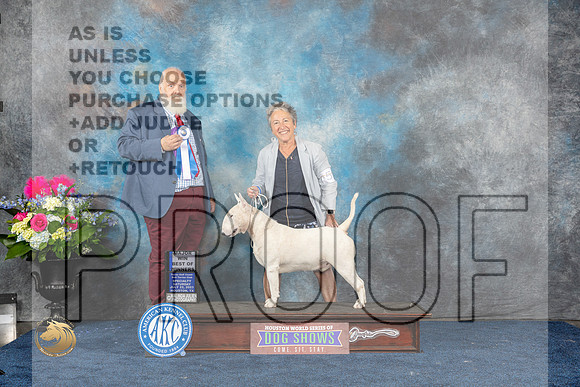 Bull Terrier White #21 Sat BOW MAJ Judge Gregory AndersonMJP_5669_HOUSTON_2023_HR3