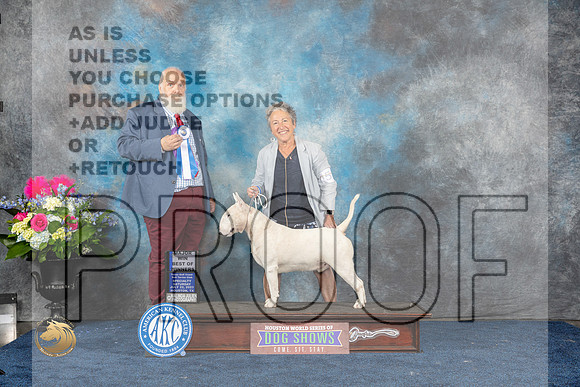 Bull Terrier White #21 Sat BOW MAJ Judge Gregory AndersonMJP_5670_HOUSTON_2023_HR3