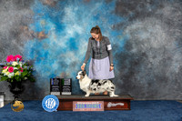 Cardigan Welsh Corgi #23 Sat WD BOW BBB NC MAJ Judge Eric Liebes