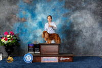 Cavalier King Charles Spaniel #7 Sat BOB BOBOH NOHS Silver Judge Cindy Lane