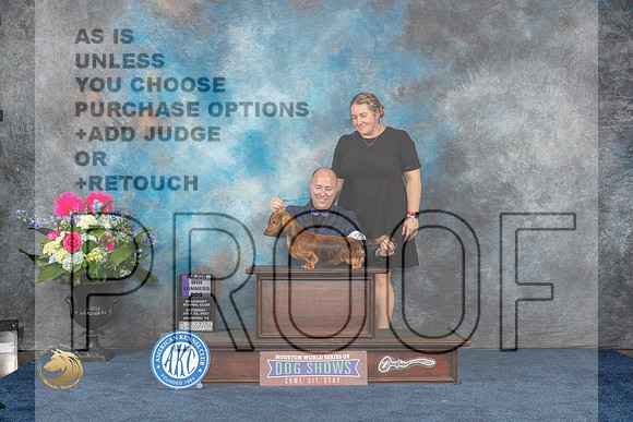 Dachshund Longhaired #23 Sat WD MAJ Judge Cheryl PatersonMJP_5795_HOUSTON_2023_HR3
