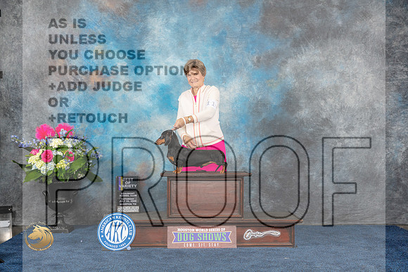 Dachshund Smooth #11 Sat BOV Judge Cheryl PatersonMJP_5807_HOUSTON_2023_HR3