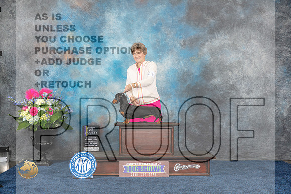 Dachshund Smooth #11 Sat BOV Judge Cheryl PatersonMJP_5809_HOUSTON_2023_HR3