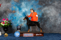 Doberman Pinscher #37 Sat WD BOW Judge Joan Liebes