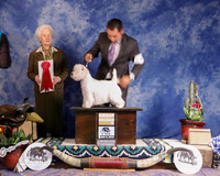 West Highland White Terrier #6 Sat Group 2nd Cohen Paula Christie and Charles Cohen Judge P Hartinger