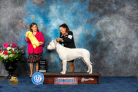 Dogo Argentino #11 Fri G3 Judge Joan Liebes