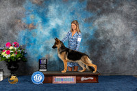 German Shepherd Dog #12 Sat W MAJ Judge Elizabeth Muthard