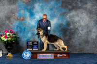 German Shepherd Dog #18 Sat WB MAJ Judge Eric and Joan Liebes