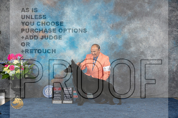 German Shepherd Dog #36 Sat BOS NGC Judge Elizabeth MuthardMJP_5694_HOUSTON_2023_HR3