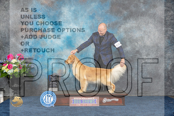 Golden Retriever #60 Sat WB NC MAJ Judge Del RichardsMJP_5401_HOUSTON_2023_HR3