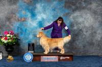 Golden Retriever #63 Sat WD BOW MAJ Judge Del Richards