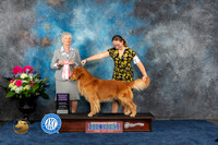 Golden Retriever #J528 Sat RBJ Judge Sharon Steckler