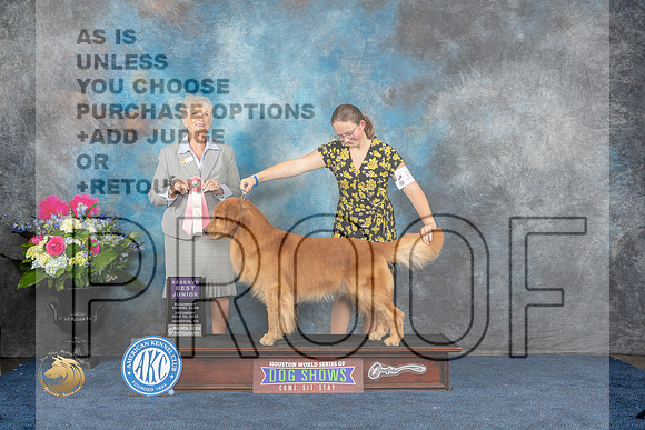 Golden Retriever #J528 Sat RBJ Judge Sharon StecklerMJP_5940_HOUSTON_2023_HR3