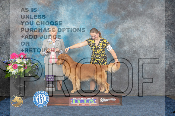 Golden Retriever #J528 Sat RBJ Judge Sharon StecklerMJP_5942_HOUSTON_2023_HR3