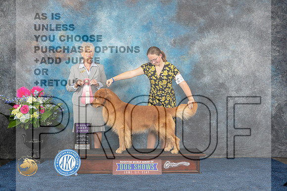 Golden Retriever #J528 Sat RBJ Judge Sharon StecklerMJP_5943_HOUSTON_2023_HR3
