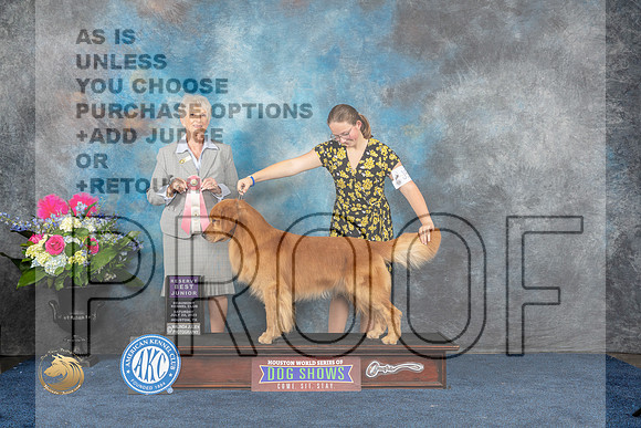 Golden Retriever #J528 Sat RBJ Judge Sharon StecklerMJP_5944_HOUSTON_2023_HR3