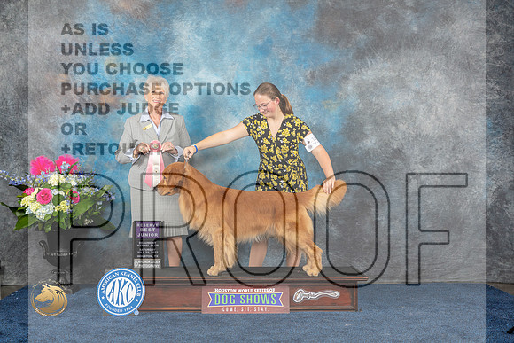 Golden Retriever #J528 Sat RBJ Judge Sharon StecklerMJP_5946_HOUSTON_2023_HR3
