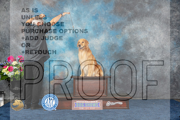 Golden Retriever Sat CUSTOMMJP_5428_HOUSTON_2023_HR3