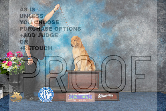 Golden Retriever Sat CUSTOMMJP_5435_HOUSTON_2023_HR3