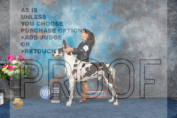 Great Dane #11 Sat SD Judge Donnelle RichardsMJP_5164_HOUSTON_2023_HR3