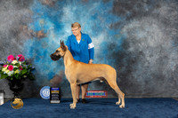 Great Dane #15 Sat BOB Judge Donnelle Richards