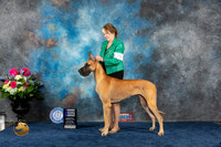 Great Dane #26 Sat WB Judge Donnelle Richards