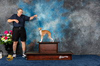 Italian Greyhound Sat CUSTOM