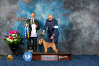 Lakeland Terrier #7 Fri G4 Judge Troy Ingram