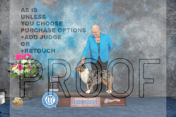 Miniature American Shepherd #16 Sat SB NGC MAJ Judge Eric LiebesMJP_5738_HOUSTON_2023_HR3