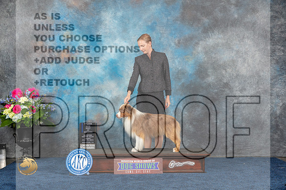 Miniature American Shepherd #23 Fri WD BOW MAJ Judge Joan Liebes rMJP_5483_HOUSTON_2023_HR3