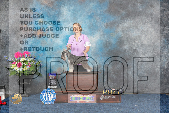 Miniature Schnauzer #12 Sat BOB BOH Judge Patricia TrotterMJP_5709_HOUSTON_2023_HR3