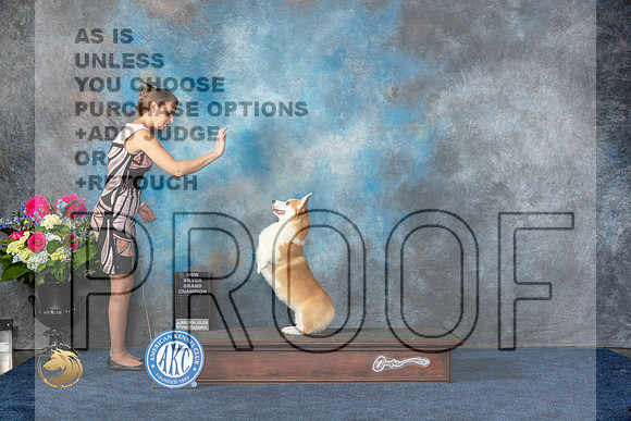 Pembroke Welsh Corgi #11 Sat NSGC Judge ?MJP_5372_HOUSTON_2023_HR3