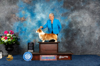 Pembroke Welsh Corgi #7 Sat WD BW NC Judge Eric Liebes