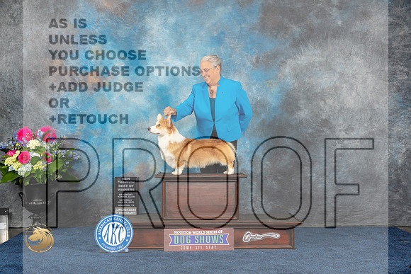 Pembroke Welsh Corgi #7 Sat WD BW NC Judge Eric LiebesMJP_5517_HOUSTON_2023_HR3