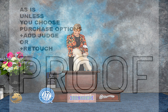 Poodle Toy #14 Sat WB BOW MAJ Judge Anne GallantMJP_5322_HOUSTON_2023_HR3