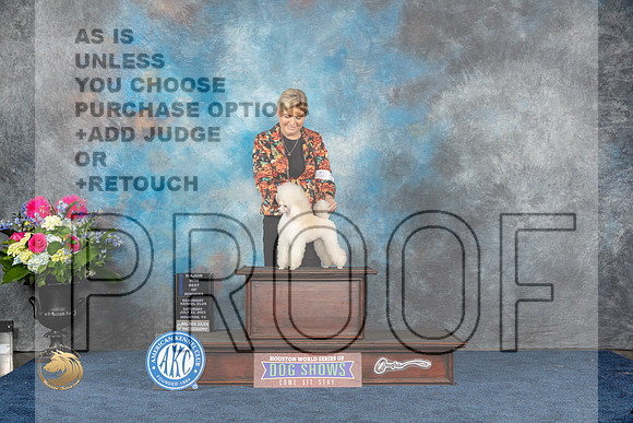 Poodle Toy #14 Sat WB BOW MAJ Judge Anne GallantMJP_5325_HOUSTON_2023_HR3