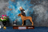 Rhodesian Ridgeback #17 Sat SD Judge Cheryl Paterson