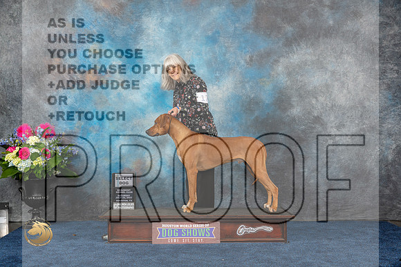 Rhodesian Ridgeback #17 Sat SD Judge Cheryl PatersonMJP_5108_HOUSTON_2023_HR3