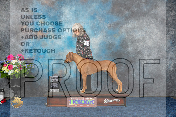 Rhodesian Ridgeback #17 Sat SD Judge Cheryl PatersonMJP_5111_HOUSTON_2023_HR3