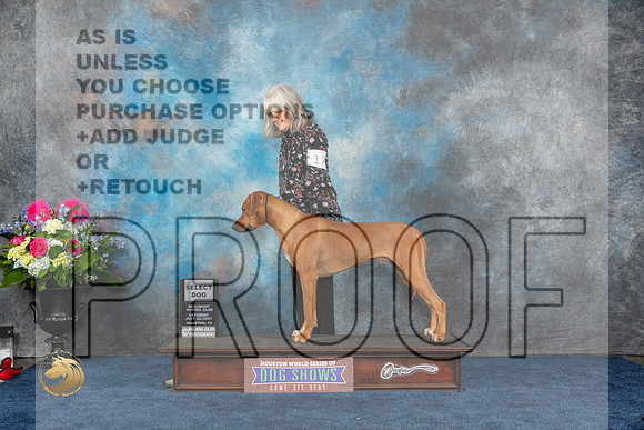 Rhodesian Ridgeback #17 Sat SD Judge Cheryl PatersonMJP_5113_HOUSTON_2023_HR3