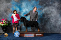 Rottweiler #11 Fri G4 Judge Joan Liebes