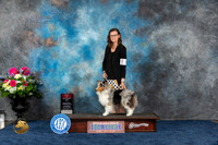 Shetland Sheepdog #30 Sat BOS Judge Eric Liebes