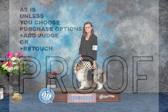 Shetland Sheepdog #30 Sat BOS Judge Eric LiebesMJP_5307_HOUSTON_2023_HR3