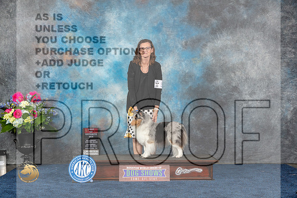 Shetland Sheepdog #30 Sat BOS Judge Eric LiebesMJP_5311_HOUSTON_2023_HR3