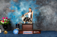 Shetland Sheepdog #48 Sat WB BW MAJ Judge Eric Liebes