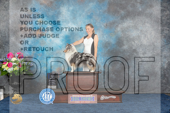Shetland Sheepdog #48 Sat WB BW MAJ Judge Eric LiebesMJP_5316_HOUSTON_2023_HR3