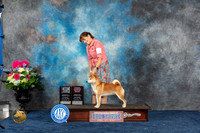 Shiba Inu #5 Sat BOB MAJ Judge Ken Levison