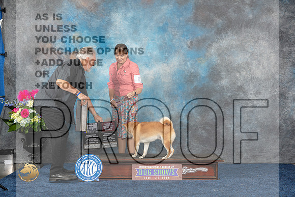 Shiba Inu #5 Sat BOB MAJ Judge Ken LevisonMJP_5656_HOUSTON_2023_HR3